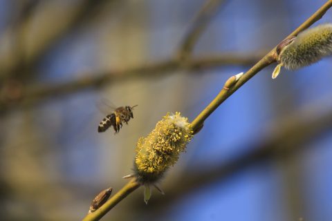 ニキビの原因って？思春期のニキビと大人のニキビ